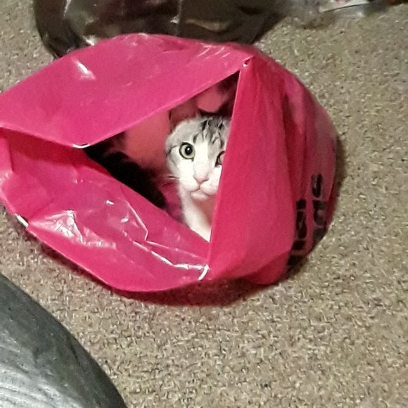 Meet your Posher, Ellen - Picture 1 of 1